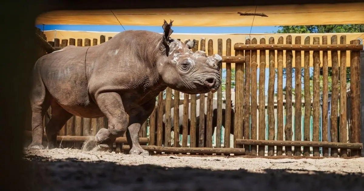 Black rhinos were once a natural part of the Matusadona ecosystem