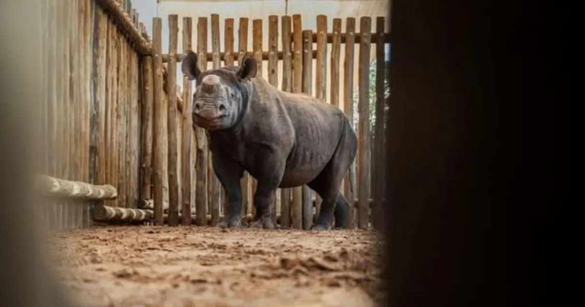 Rhinos return to Matusadona, a major step in Zimbabwe's efforts to restore wildlife populations and strengthen one of Africa's conservation spaces.