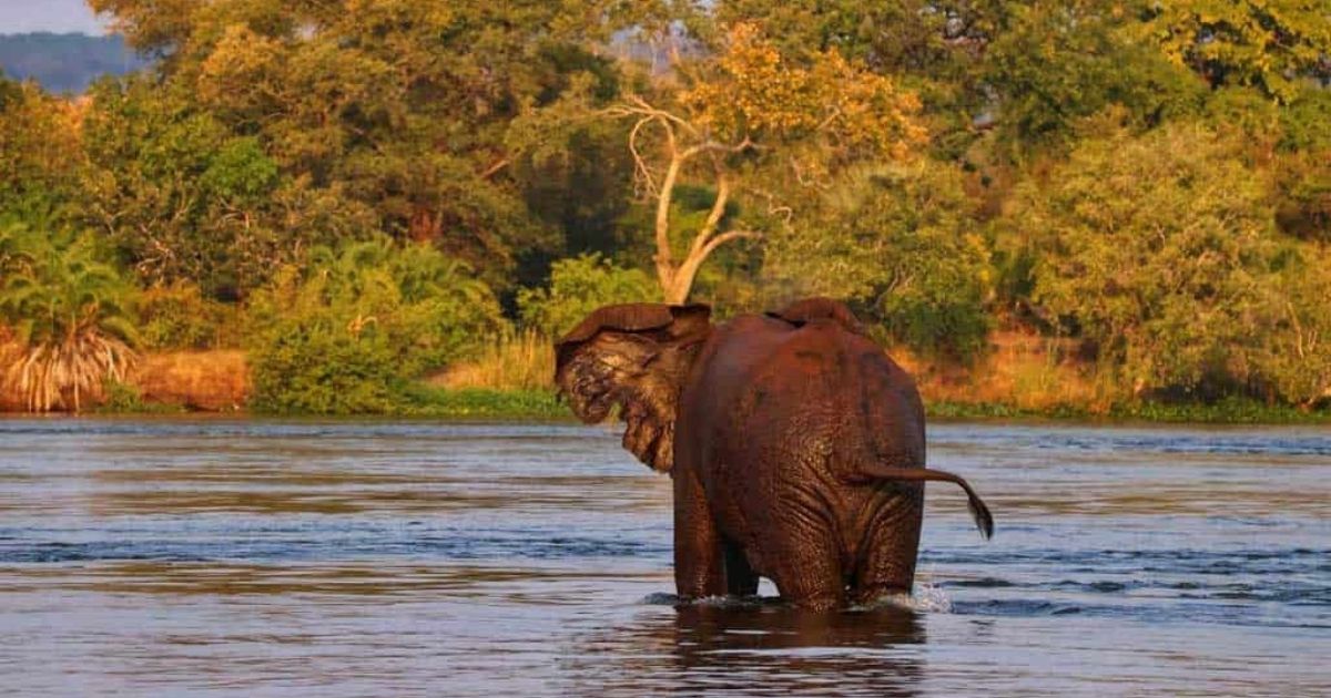 Victoria Falls Rainforest temporarily closed after reports of an elephant moving within the protected area, prompting authorities to prioritise safety.