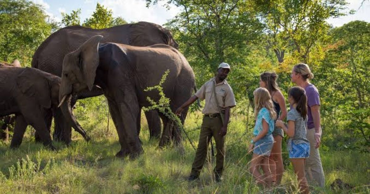 Zimbabwe is home to one of Africa's largest elephant populations, with many animals roaming across protected areas, safari concessions and neighbouring communities.
